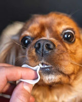 Enegangs Tandservietter til hund