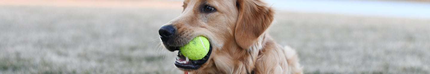 collection.alt