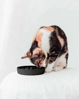 Slow Feeder til Kat