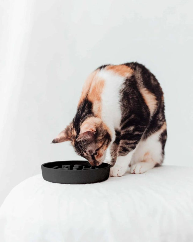 Slow Feeder til Kat