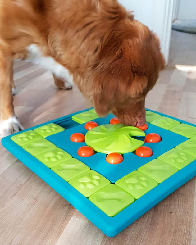 Aktiver din hund, med spil 