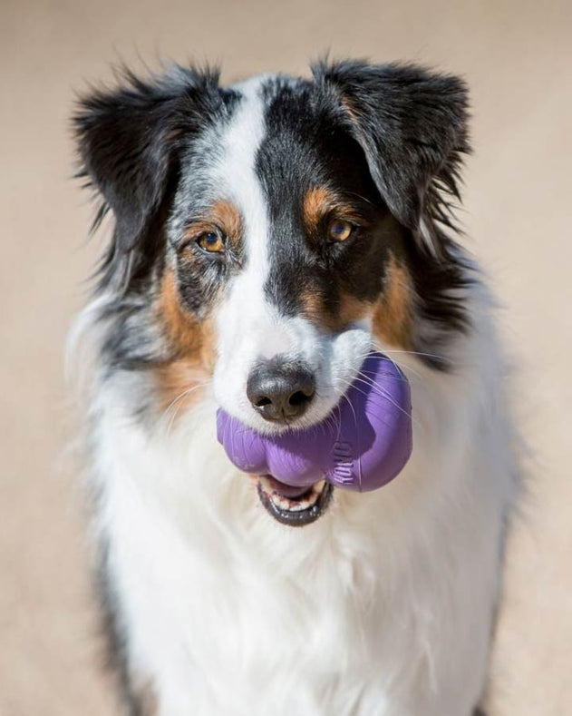 KONG Senior - Lilla - KONG - Petlux