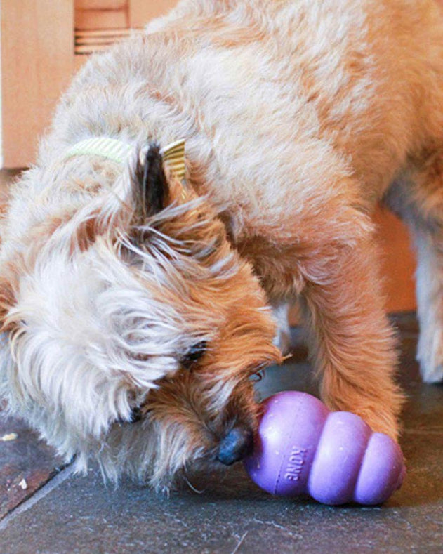 KONG Senior - Lilla - KONG - Petlux